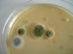 Green and white mold colonies growing in a petri dish.