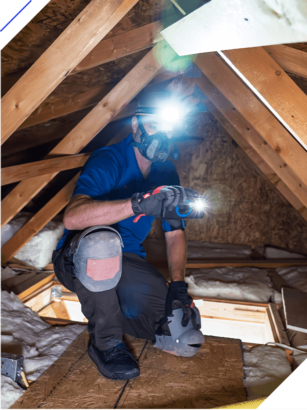 A professional home inspector performs a detailed attic inspection in a finished residential property